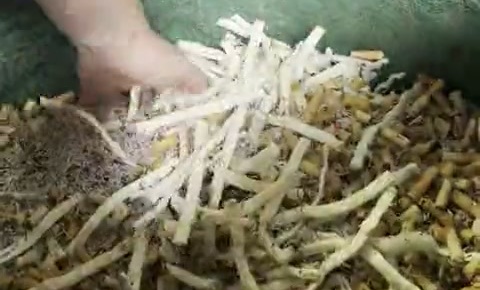 Fibres de mégots recyclés issus de la filière matière